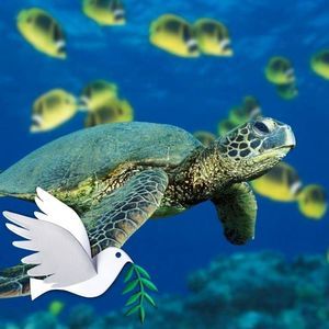 Meet your Posher, Allanna